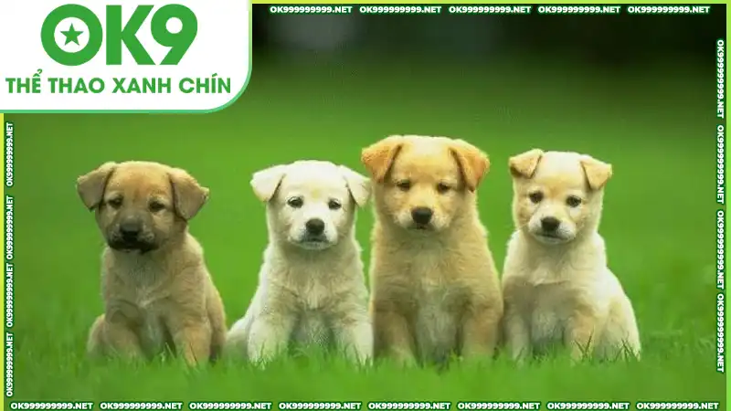 Giải mã chó xuất hiện trong mơ mang tới nhiều số đẹp Giải mã chó xuất hiện trong mơ mang tới nhiều số đẹp