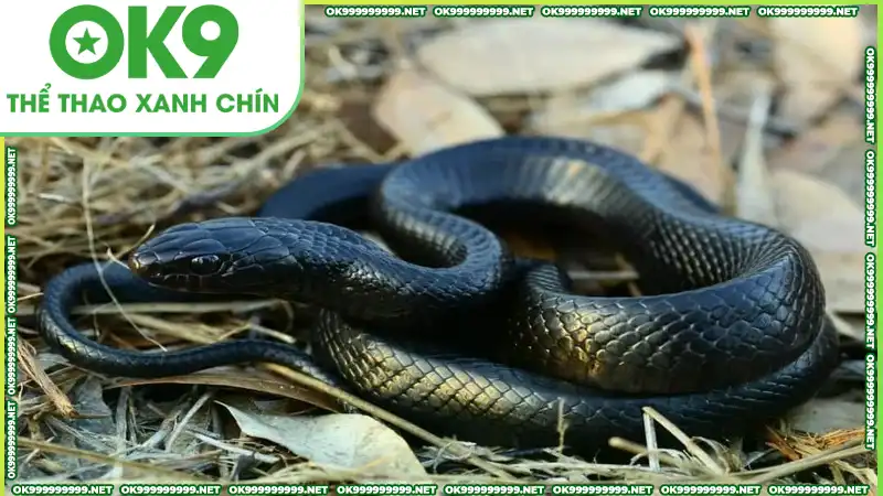 Giải mã giấc mơ thấy rắn Giải mã giấc mơ thấy rắn